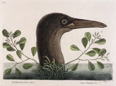 El piquero grande (An Thymelaea foliis obtusis, Anseri Bassano  c.) de Mark Catesby