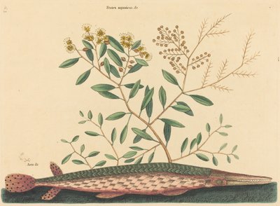 El pez aguja verde Esox osseus, publicado 1731-1743 de Mark Catesby