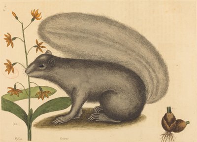 La Ardilla Gris (Sciurus cinereus) de Mark Catesby