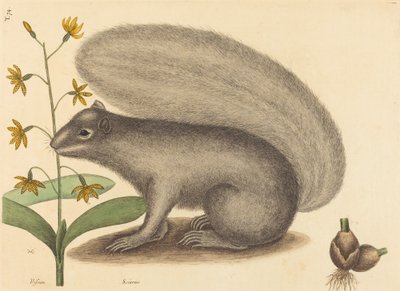 La ardilla gris (Sciurus cinereus) de Mark Catesby