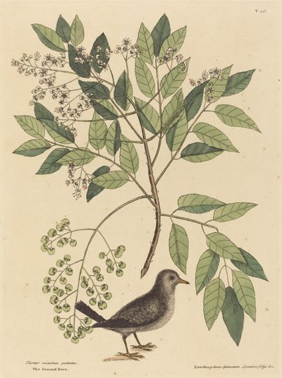 La paloma terrestre (Columba passerina) de Mark Catesby
