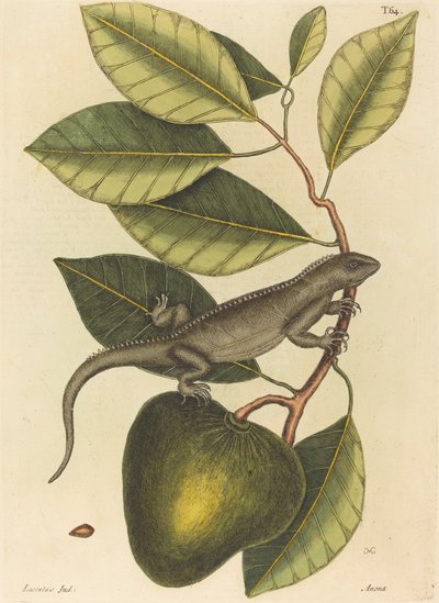 La Guana Lacerta Iguana, publicado 1731-1743 de Mark Catesby