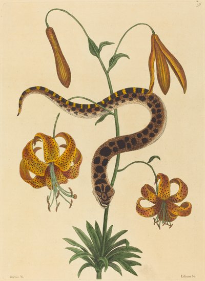La serpiente hocico de cerdo (Boa contortrix) de Mark Catesby