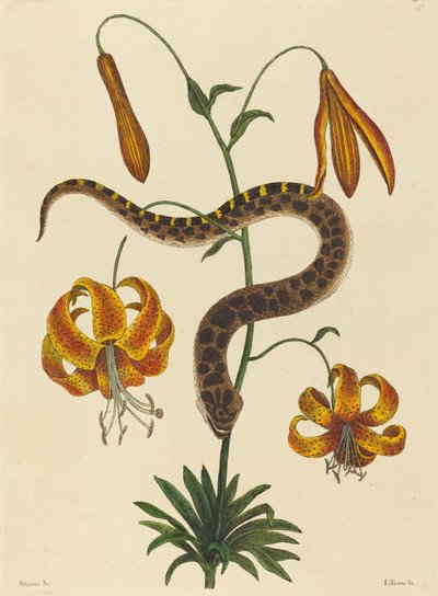La serpiente hocico de cerdo Boa contortrix, publicado 1731-1743 de Mark Catesby