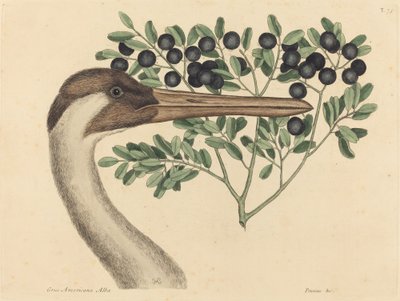 La grulla Ardea Americana de Mark Catesby