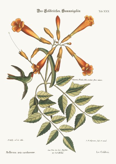 El Colibrí, 1749-73 de Mark Catesby