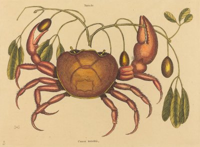 El cangrejo terrestre Cancer ruricola, publicado 1731-1743 de Mark Catesby