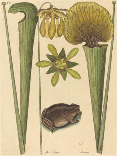 La rana terrestre Rana, publicada 1731-1743 de Mark Catesby