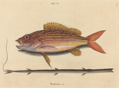 El pargo lane de Mark Catesby