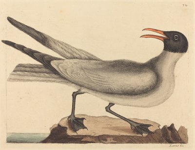 La gaviota risueña Larus articilla, publicada 1731-1743 de Mark Catesby