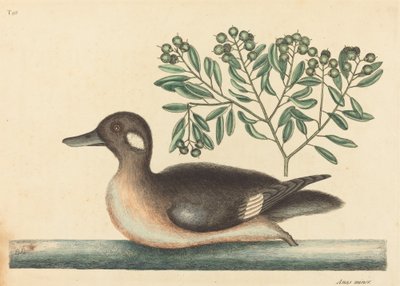 El pequeño pato marrón Anas rustica de Mark Catesby