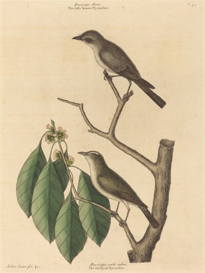 El pequeño atrapamoscas marrón, publicado 1731-1743 de Mark Catesby