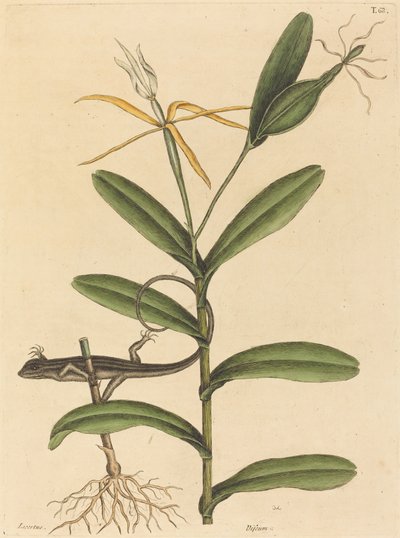 El Lagarto de Lyon (Lacerta de 6 líneas) de Mark Catesby