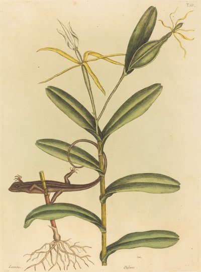 El Lagarto de Lyon (Lacerta 6-lineata) de Mark Catesby