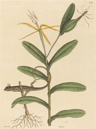 El lagarto de Lyon Lacerta 6-lineata, publicado 1731-1743 de Mark Catesby