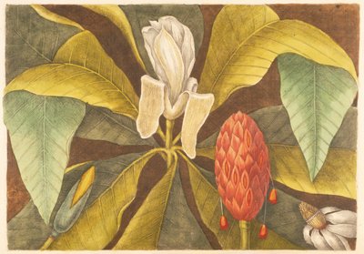 La magnolia, lámina 68, vol. 1 de 