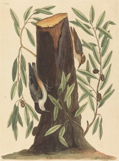 El trepador Sitta Europaea, publicado 1754 de Mark Catesby