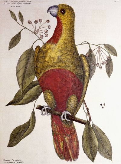 El loro del paraíso, 1771 de Mark Catesby