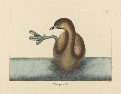 El zampullín de pico grueso (Colymbus podiceps) de Mark Catesby