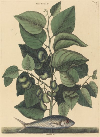 El Pilchard Argentina carolina, publicado 1731-1743 de Mark Catesby