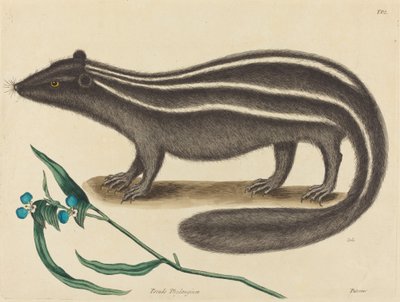 El turón Viverra putorius, publicado 1731-1743 de Mark Catesby