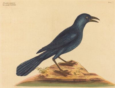 El grajo púrpura Gracula Quiscula de Mark Catesby