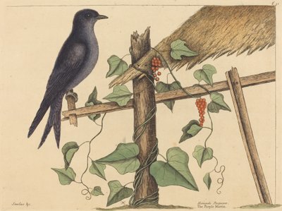 El martín púrpura (Hirundo purpurea) de Mark Catesby