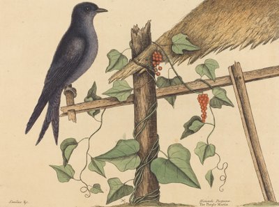 La golondrina púrpura Hirundo purpurea, publicado 1731-1743 de Mark Catesby