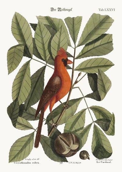 El pájaro rojo, 1749-73 de Mark Catesby