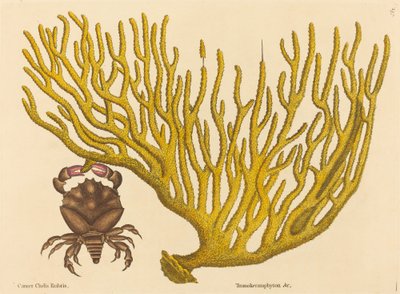 El cangrejo de pinzas rojas Cancer erythropus, publicado 1731-1743 de Mark Catesby