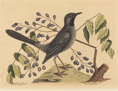 El zorzal de patas rojas Turdus plumbeus, publicado 1731-1743 de Mark Catesby