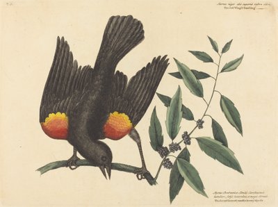 El estornino de alas rojas Oriolus phoeniceus, publicado 1754 de Mark Catesby