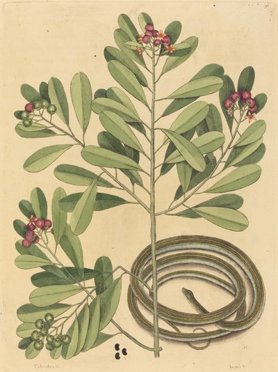 La serpiente de cinta Coluber saurita, publicado 1731-1743 de Mark Catesby