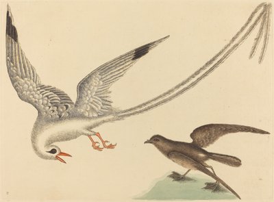 El pájaro del arroz Emberiza oryzivora de Mark Catesby