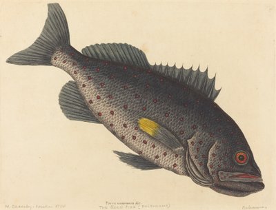 El pez roca Perca venenosa, publicado 1754 de Mark Catesby