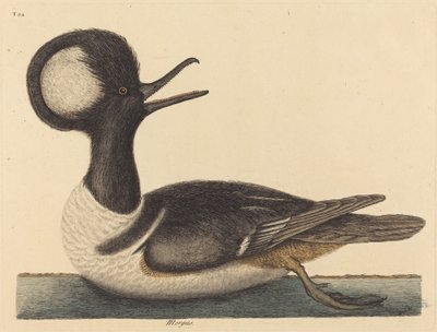 El pato crestado redondo (Mergus cucullatus) de Mark Catesby