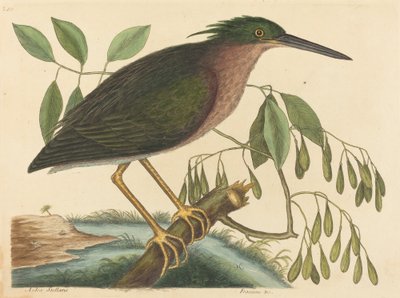 El avetorillo Ardea virescens, publicado en 1754 de Mark Catesby