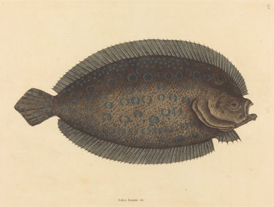 El lenguado (Pleuronectes lunatus) de Mark Catesby