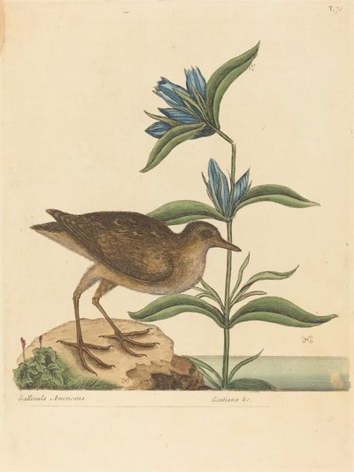 El Soree (Rallus Virginianus) de Mark Catesby