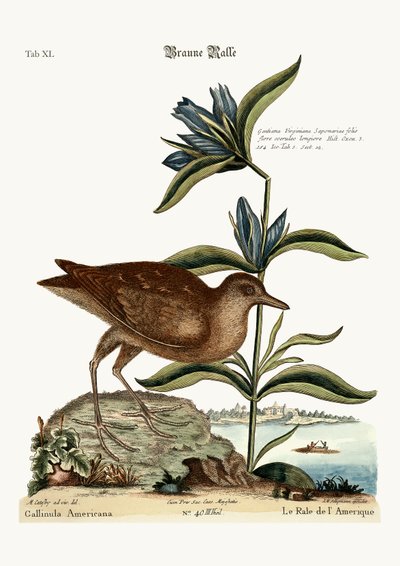 El Soree, 1749-73 de Mark Catesby