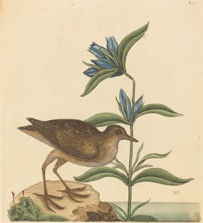 El Soree Rallus Virginianus, publicado 1731-1743 de Mark Catesby
