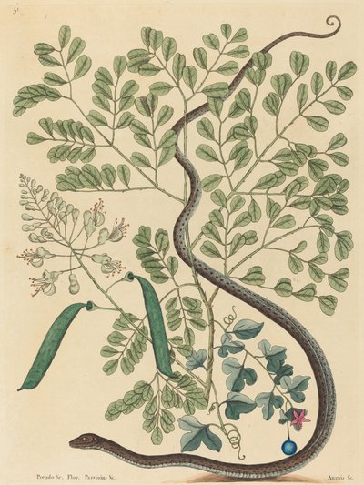 La serpiente de cinta manchada Coluber nebulosus, publicada 1731-1743 de Mark Catesby