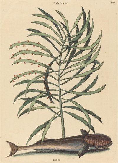 El pez chupador (Echeneis Naucratis) de Mark Catesby