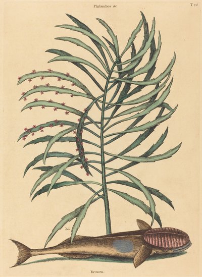 El Pez Chupador (Echeneis Naucratis) de Mark Catesby