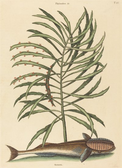 El Pez Remora (Echeneis naucratis) de Mark Catesby