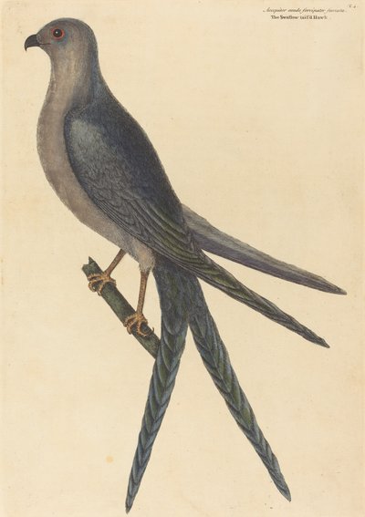 El halcón de cola de golondrina Falco furcatus de Mark Catesby