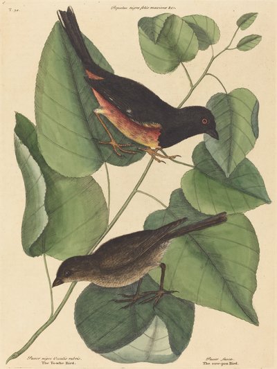 El Pájaro Towhe (Fringilla erythrophthalma) de Mark Catesby