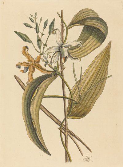 La Vanelloe (Epidendrum Vanilla) de Mark Catesby