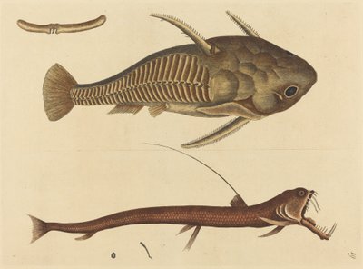 El Siluro de Boca de Víbora Silurus cataphractus, publicado 1731-1743 de Mark Catesby