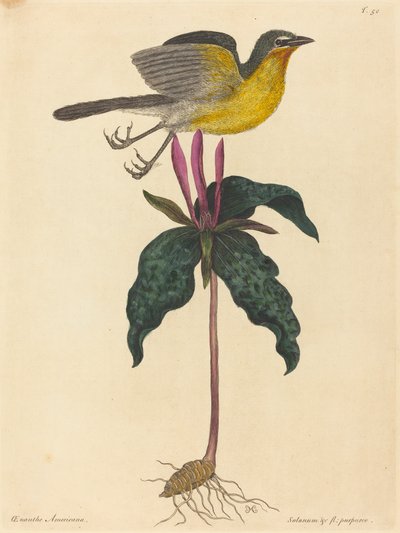 El chat de pecho amarillo de Mark Catesby